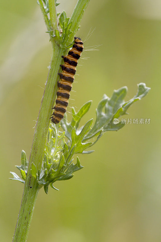 朱砂蛾(Tyria jacobaea)毛虫